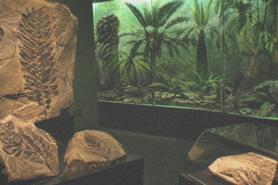 Museum interior with fossil displays and excavation exhibits under warm lighting