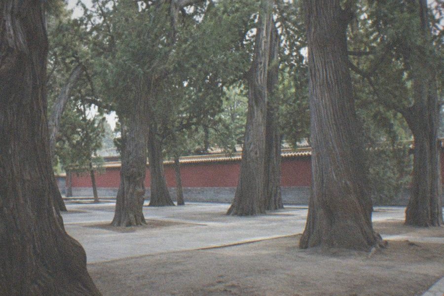 A raised stone walkway lined with cypress trees stretching across the Temple of Heaven park toward distant visitors in the morning haze